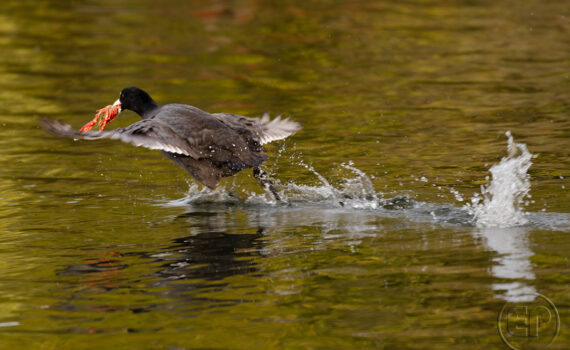 OISEAUX Au Bois de Boulogne 03
