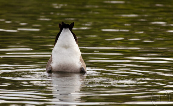 OISEAUX Au Bois de Boulogne 04