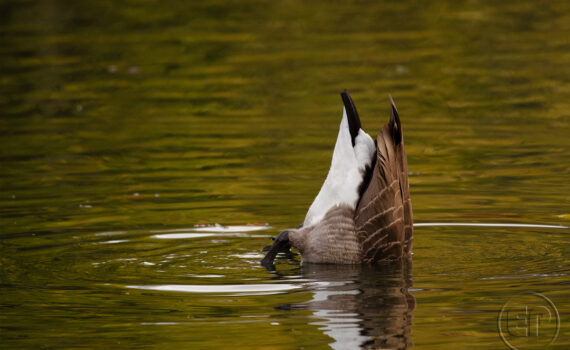 OISEAUX Au Bois de Boulogne 05