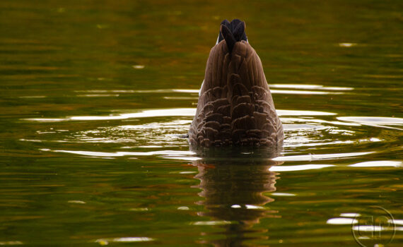 OISEAUX Au Bois de Boulogne 06