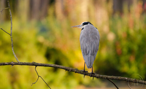 OISEAUX Au Bois de Boulogne 07
