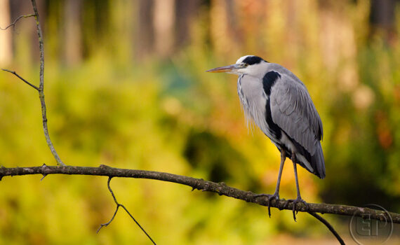 OISEAUX Au Bois de Boulogne 08
