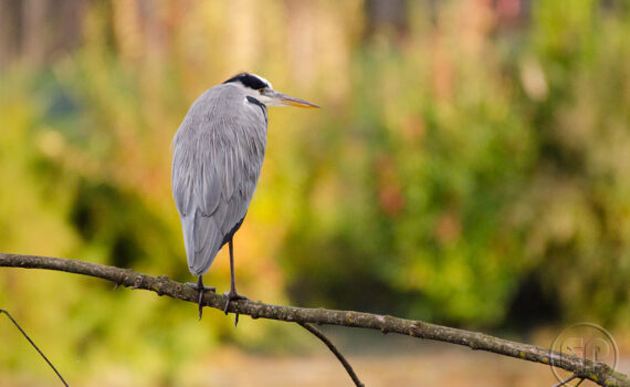 OISEAUX Au Bois de Boulogne 09