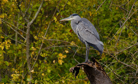 OISEAUX Au Bois de Boulogne 10