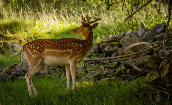 PARC DU MERLET En 2023 01