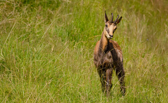 PARC DU MERLET En 2023 02