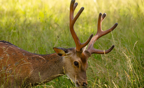 PARC DU MERLET En 2023 03