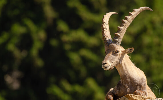 PARC DU MERLET En 2023 04