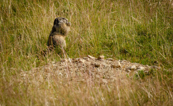 PARC DU MERLET En 2023 05
