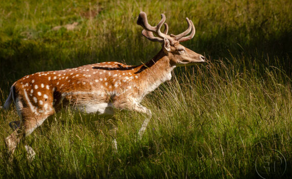 PARC DU MERLET En 2023 06