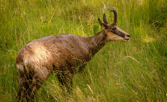 PARC DU MERLET En 2023 07