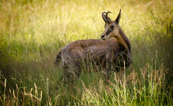 PARC DU MERLET En 2023 08