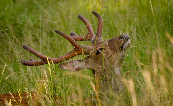 PARC DU MERLET En 2023 09
