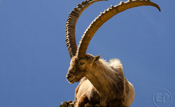 PARC DU MERLET En 2023 10