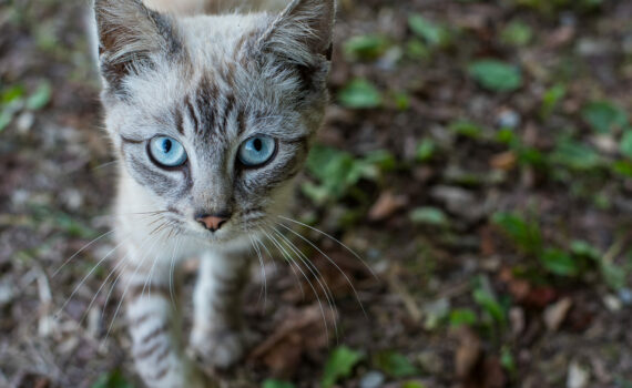 © Cécile Boucherie