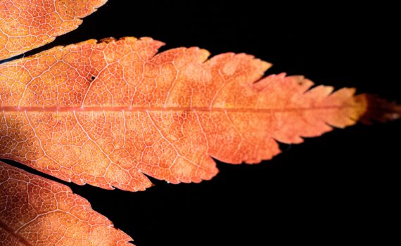 © Patricia Chasseuil