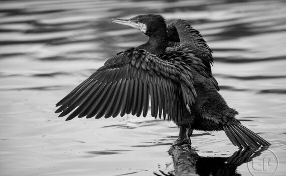 Cormorans 01