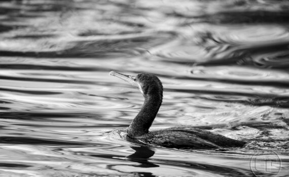 Cormorans 02
