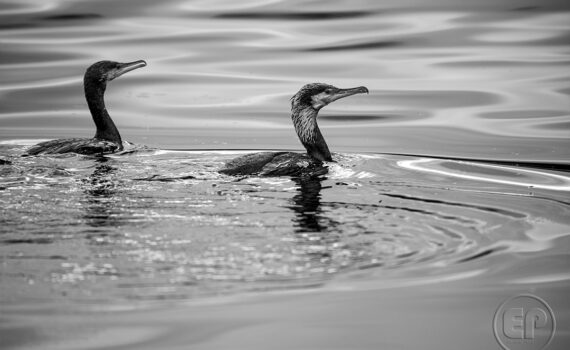 Cormorans 03
