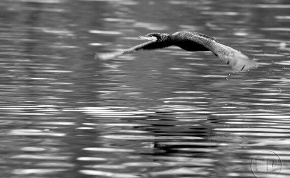 Cormorans 04
