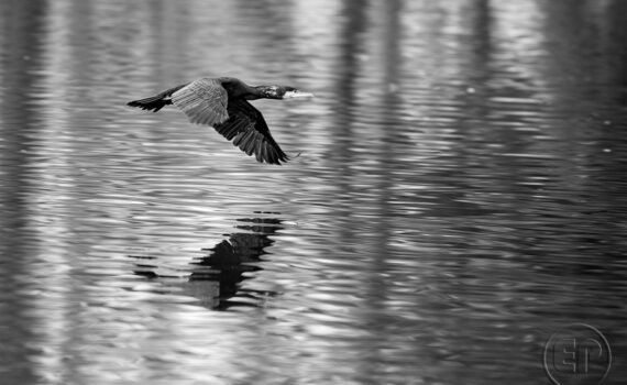 Cormorans 05