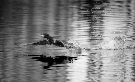 Cormorans 06