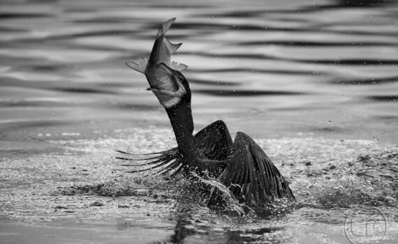 Cormorans 07