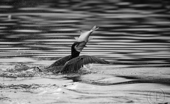 Cormorans 08