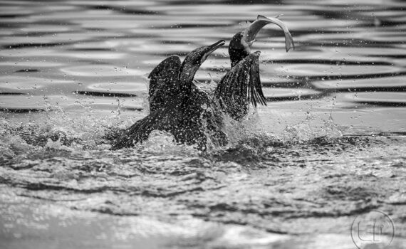 Cormorans 09