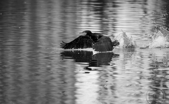 Cormorans 10