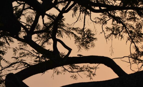 ©Isabelle Gouillier