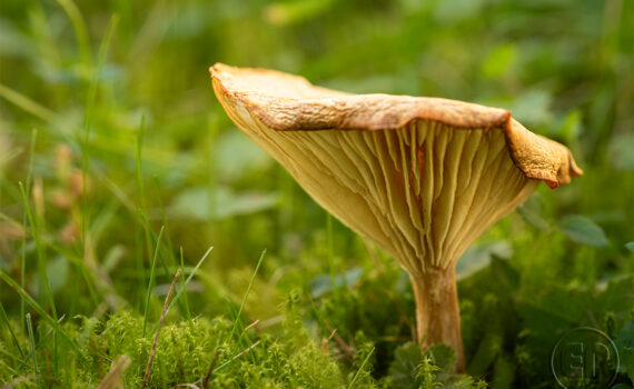 CHAMPIGNOS À MEGÈVE 01