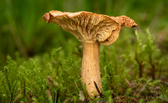 CHAMPIGNOS À MEGÈVE 02