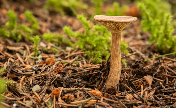 CHAMPIGNOS À MEGÈVE 03