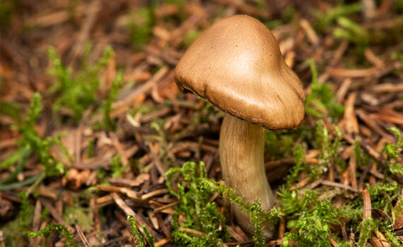 CHAMPIGNOS À MEGÈVE 04