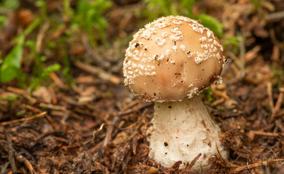 CHAMPIGNOS À MEGÈVE 05