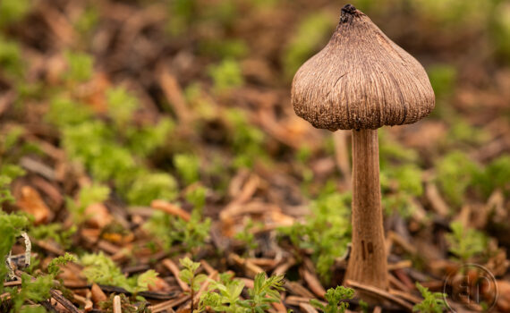 CHAMPIGNOS À MEGÈVE 06