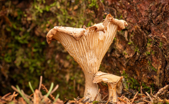 CHAMPIGNOS À MEGÈVE 07