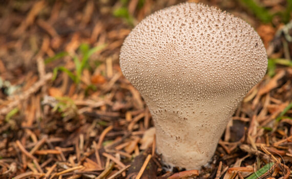 CHAMPIGNOS À MEGÈVE 08