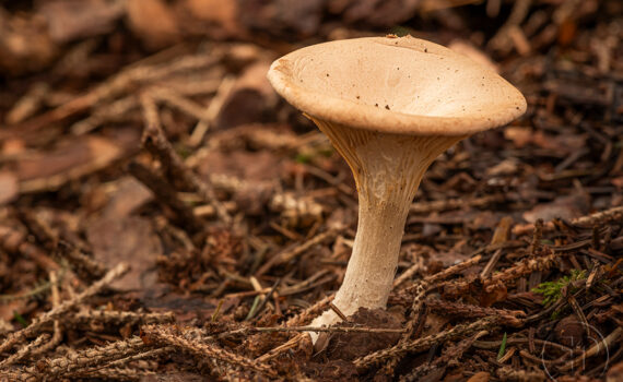 CHAMPIGNOS À MEGÈVE 09