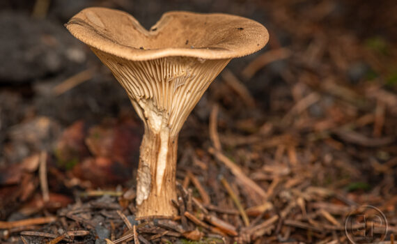 CHAMPIGNOS À MEGÈVE 10