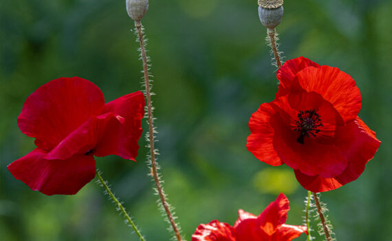Coquelicot 04