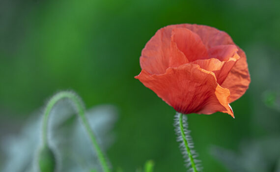 Coquelicot 05