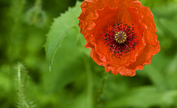 Coquelicot 07