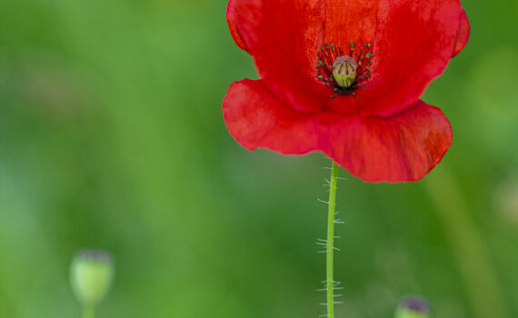 Coquelicot 08