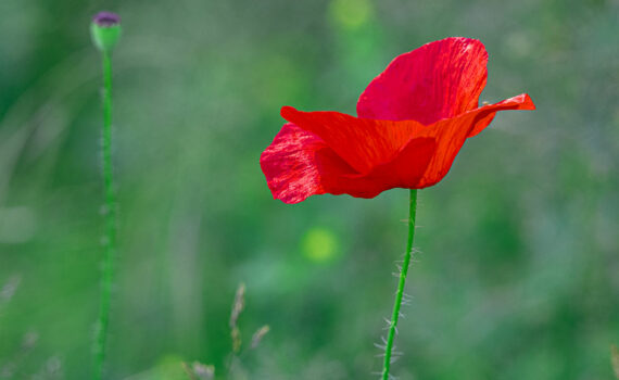 Coquelicot 09