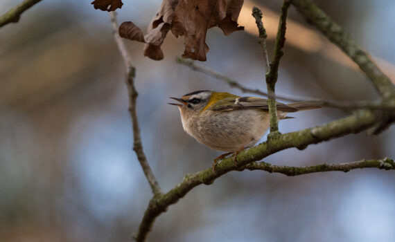 Oiseaux Parc des Chanteraines 01