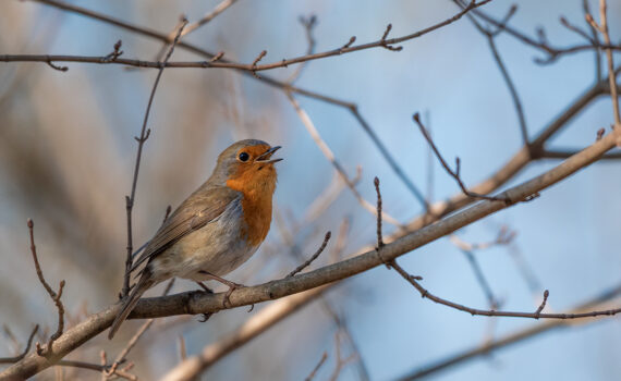 Oiseaux Parc des Chanteraines 02