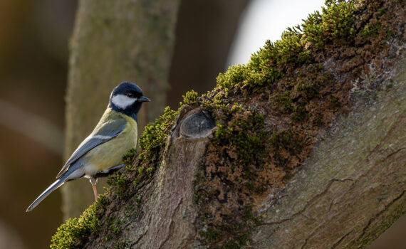 Oiseaux Parc des Chanteraines 03