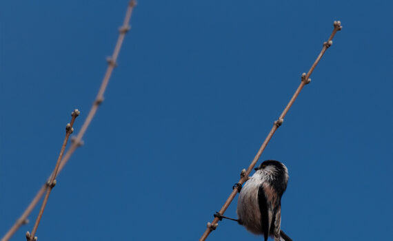 Oiseaux Parc des Chanteraines 04